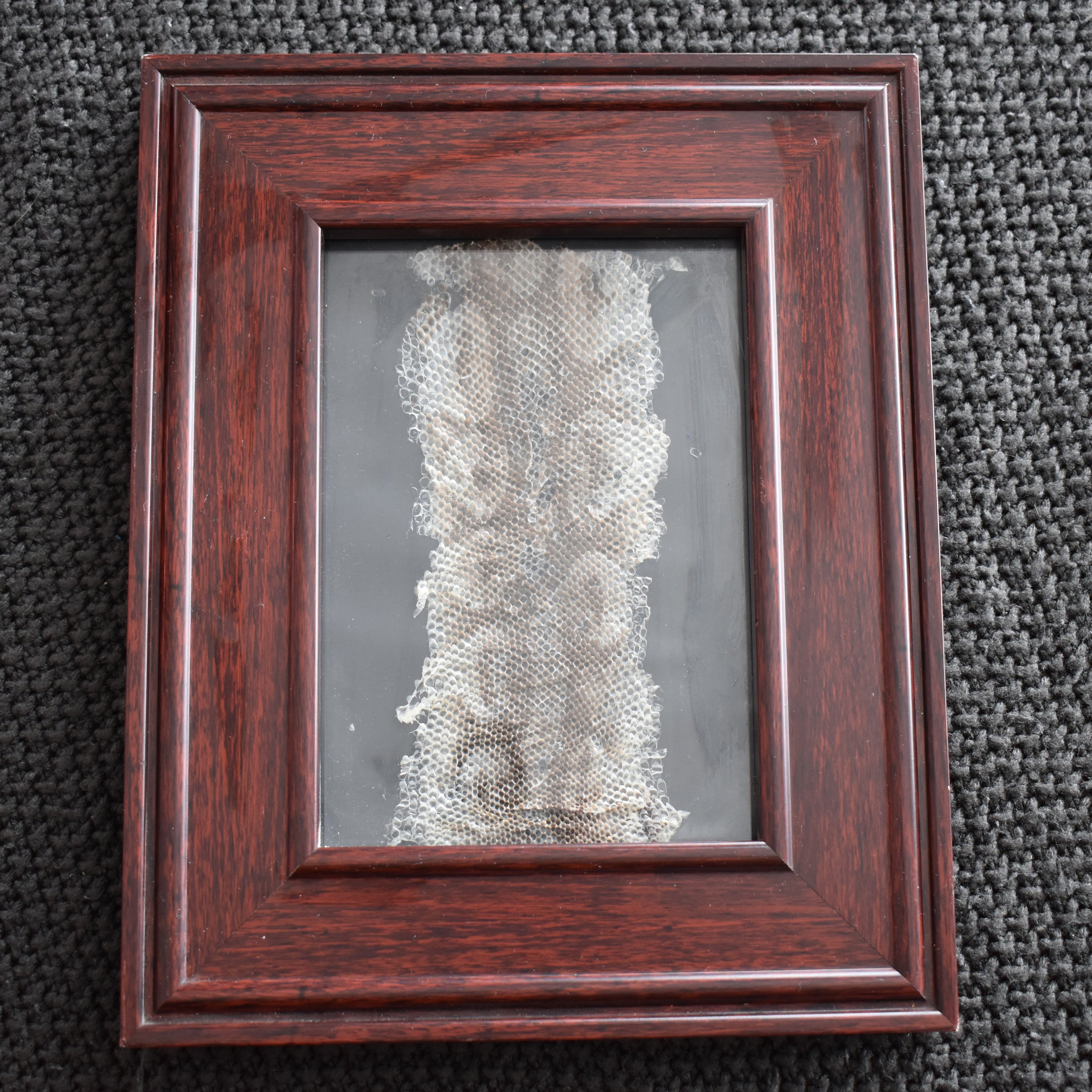 Shedding, 8.5" x 10.5" Original